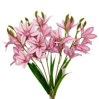 Bukiet dalia gumowany różowy