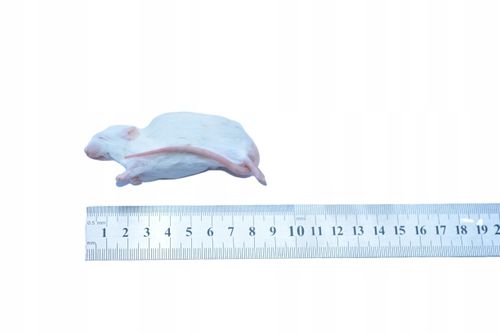 Myszy mrożone 30g+ 10 sztuk + suchy lód na Arena.pl