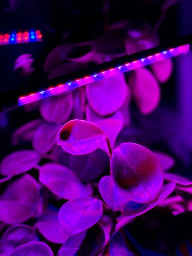 lampa led do wzrostu roślin 20 diod timer 9 w uprawa roślin do domu na Arena.pl