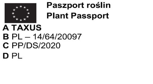 Cis pospolity duża sadzonka na Arena.pl