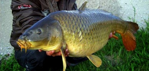 WĘDKA MISTRALL LAMBERTA TELE CARP 3,3m / 3,00lbs na Arena.pl