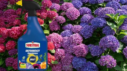 SAPROL GRZYBOBÓJCZY środek KWIATY: ZWALCZA CHRONI na Arena.pl