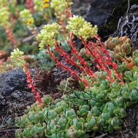 product-compare-57011095