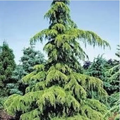 CEDR HIMALAJSKI - sadzonki 40 / 60 cm