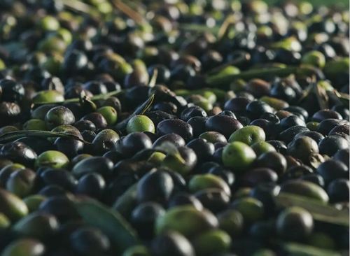 Oliwa z oliwek Extra Virgin 1L BIO SAPIO Świeża i łagodna na Arena.pl