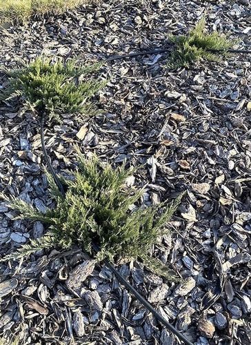 LINIA KROPLUJĄCA XXL 100m + 100el NAWODNIENIE KROPELKOWE WĄŻ KROPELKUJĄCY na Arena.pl