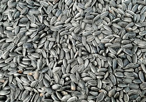 Słonecznik dla ptaków CZARNY, CZYSTY 25kg karma na Arena.pl