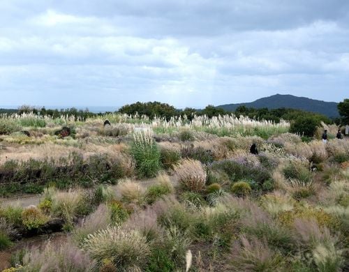 Miskant chiński 'Roter Pfeil' Ciemnoczerwony (Miscanthus sinnesis) 2.0L na Arena.pl