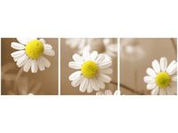 60 90CM OBRAZ 3 ELEM RUMIANEK POSPOLITY ŚCIENNY DRUK PŁÓTNO