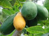 MELONOWIEC WŁAŚCIWY Carica papaya NASIONA 500 sztuk - 10g.