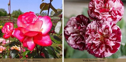 RÓŻA RÓŻE KOLOROWY PAKIET - 12 PACHNĄCYCH RÓŻ na Arena.pl