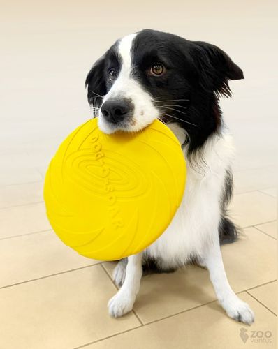 Zestaw 3x DYSK DO RZUCANIA APORTOWANIA FRISBEE GRYZAK zabawka dla psa na Arena.pl