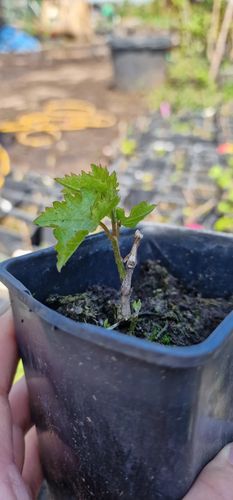 WINOGRON szczepiony ciemno filetowy - sadzonki 5 / 10 cm na Arena.pl