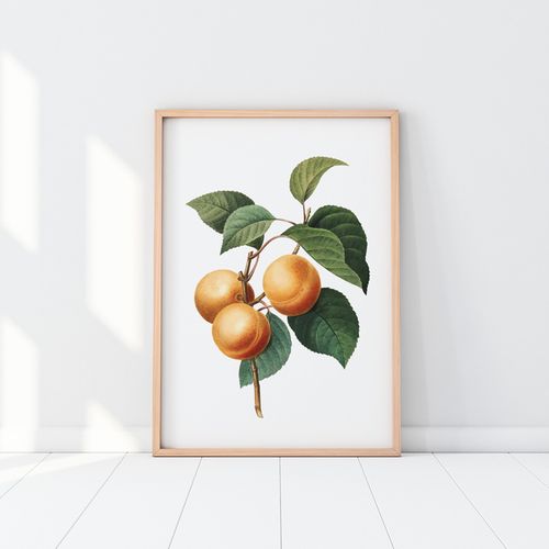 Plakat morele morela vintage 40x50 cm na Arena.pl