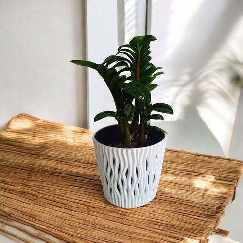 Zamioculcas zamiifolia Zenzi Gęsta sadzonka zamia zamioculus ZENZI na Arena.pl