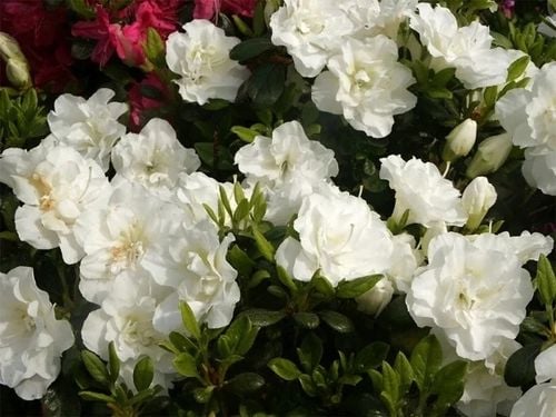 Azalia japońska EISPRINZESSIN Biała Pełne kwiaty Sadzonki 1L na Arena.pl