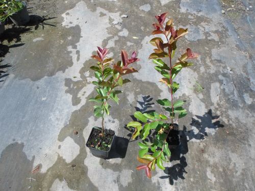 Lagerstroemia różowa Seaburn 20-40cm P9 na Arena.pl