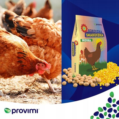 PASZA DLA KUR NIOSEK Kokoszka Smakoszka SYPKA Kury dzióbią AŻ KORYTKO PĘKA! na Arena.pl