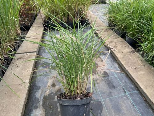 Miskant chiński 'Roter Pfeil' Czerwone Kłosy (Miscanthus sinnesis) 3.0L na Arena.pl