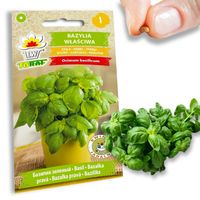 BAZYLIA WŁAŚCIWA NASIONA BAZYLII ZIÓŁ ZIOŁA PRZYPRAWY ZIELONA AROMATYC