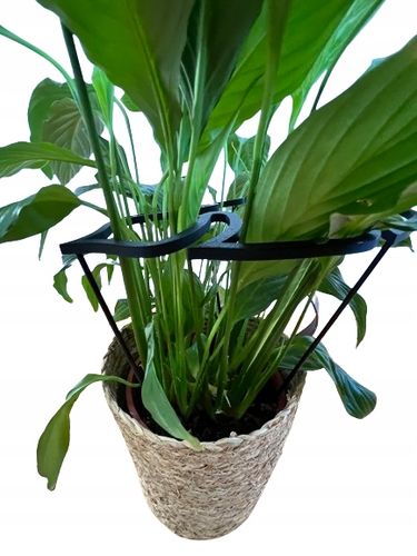 Podpórki do roślin kwiatów podpórka podpora obręcz RING MONSTERA M 33cm na Arena.pl