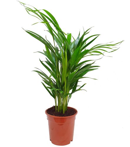 PALMA AREKA ARECA na Arena.pl