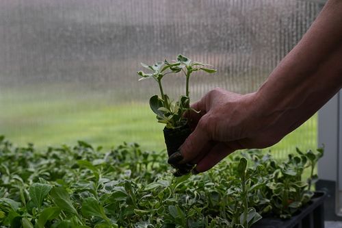 Runianka japońska Variegata - Pachysandra terminalis na Arena.pl