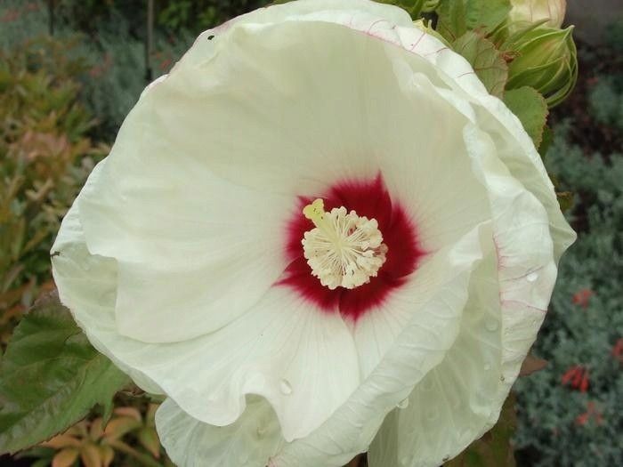 Hibiskus bylinowy OLD YELLA C2 zdjęcie 1