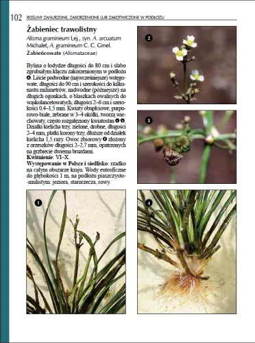 Rośliny wodne i bagienne na Arena.pl