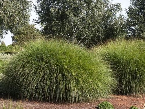 Miskant chiński GRACILLIMUS Brązowe piuropusze Duże sadzonki C3 na Arena.pl