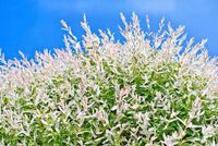 Wierzba Hakuro krzaczasta odporna na mróz 90 / 130 cm