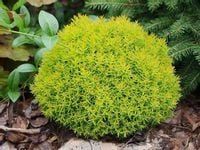 Żywotnik zachodni 'Anniek TUJA MINIATUROWA KULKA