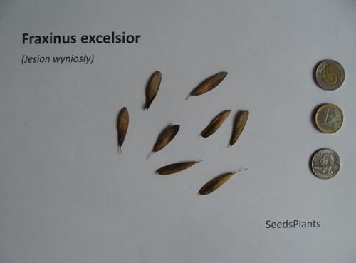 JESION WYNIOSŁY Fraxinus excelsior - NASIONA 160 sztuk - 10g. na Arena.pl