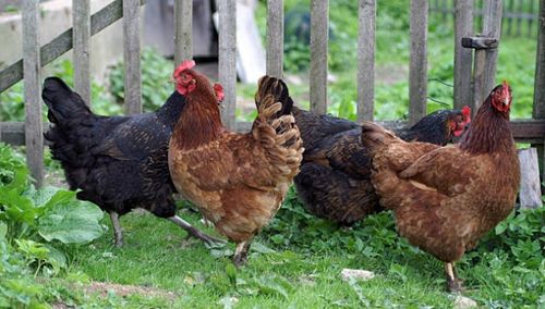 Dolmix DN Dolfos mieszanka witaminowo mineralna dla kur niosek 5kg na Arena.pl