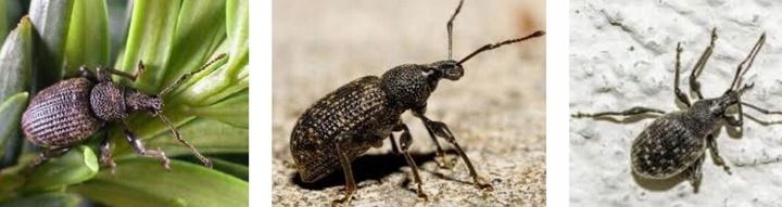 Agrecol GRAMMINI-LIMIT 10 g 394 zdjęcie 7