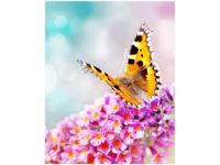 40X50CM MOTYL KWIATKACH OBRAZ