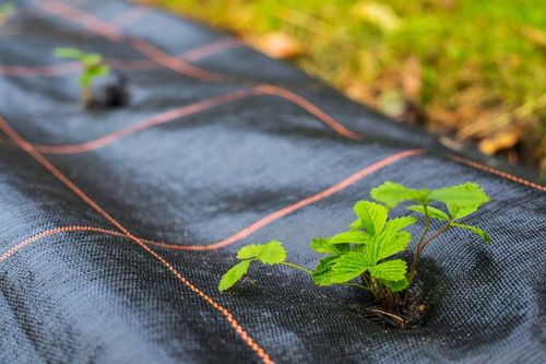 AGROTKANINA 90g 1,6x50m CZARNA AGROWŁÓKNINA UV 3% ANTYCHWASTOWA + na Arena.pl
