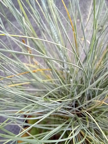 Kostrzewa sina Bylina Trawa niebieska skalniak na Arena.pl