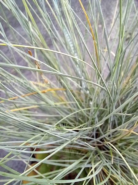 Kostrzewa sina Bylina Trawa niebieska skalniak zdjęcie 2