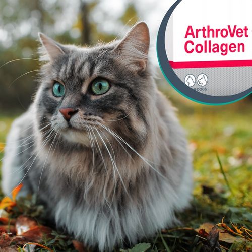 Vet Expert ARTHROVET - zestaw wspomagający prawidłowe funkcjonowanie stawów na Arena.pl