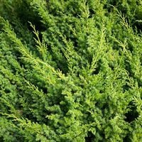 Jałowiec rozesłany KISHIOGIMA Żółty Procumbens Na bonsai Skalniak C3