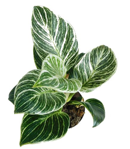 FILODENDRON  WHITE MEASURE 20cm na Arena.pl