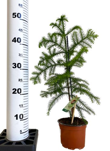 Araukaria 45cm na Arena.pl