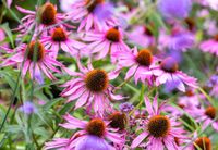 NASIONA Rudbekia Purpurowa 0,5g Kwiaty 422605