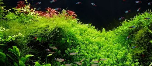 Zestaw nawozów 3x500ml CARBO MACRO MICRO akwarium na Arena.pl