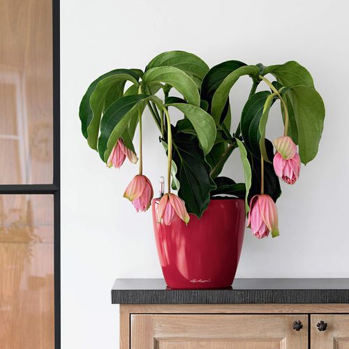 DONICA LECHUZA CLASSICO LS 21 ESPRESSO na Arena.pl