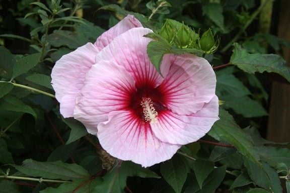 HIBISKUS bylinowy SUMMER STORM różowy hibiscus 2L na Arena.pl