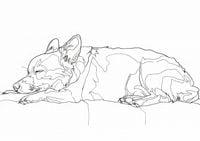 Plakat 84x59,5cm Śpiący Psiak