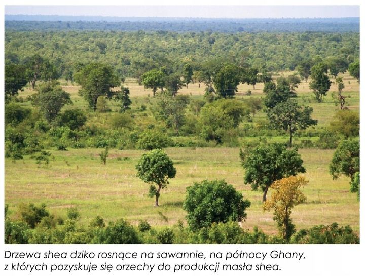 Organiczne Masło shea DUAFE - drogo? sprawdź! zdjęcie 2