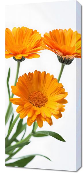 Obraz 40x90cm Słoneczne Kalendule zdjęcie 1